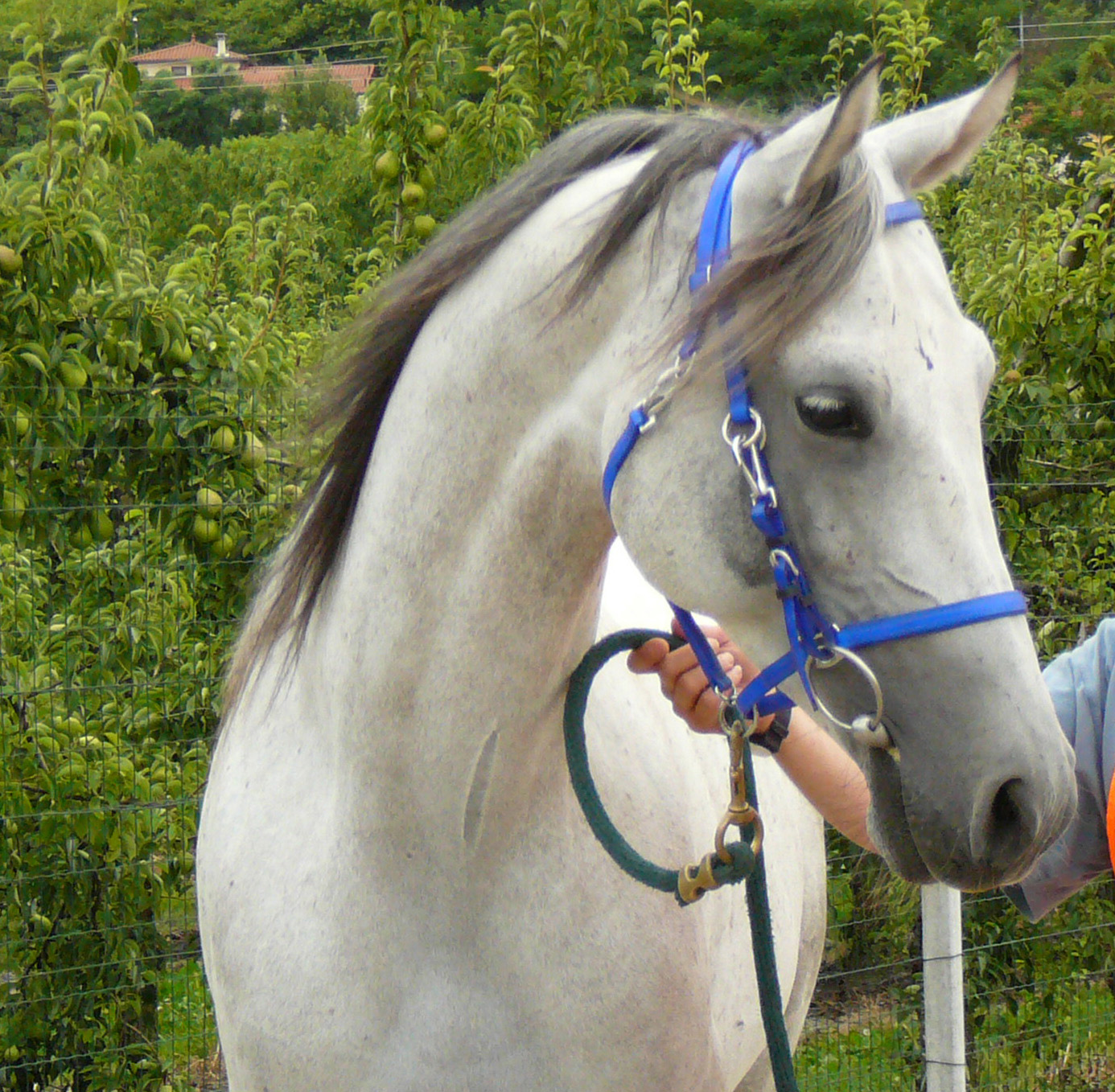 Portrait eines Warmblutpferdes